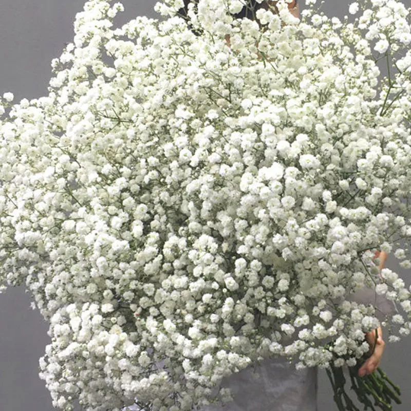 Immortal gypsophila natural dried flowers for wedding home decor and shop office decoration 70g/Lot long about 50cm