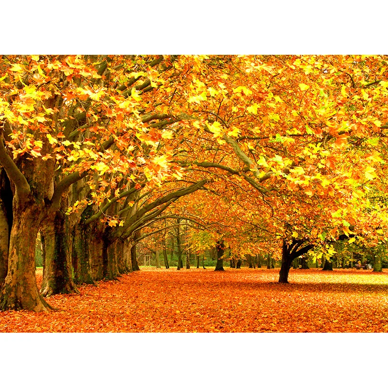 Natural Scenery Photography Background Forest Wheat Field Landscape Travel  Photo Backdrops Studio Props  21512 ZRFJ-04