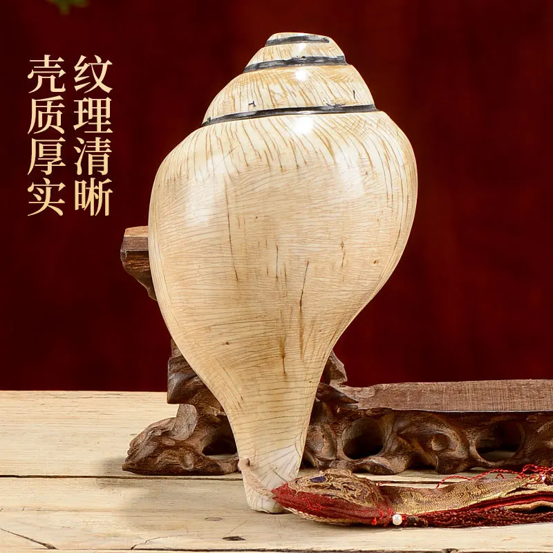 Nepalese Handmade Natural Conch Shells, Buddhist Eight Offerings, Buddhist Ornaments for Buddha Altars, Left-Handed and Right-Ha