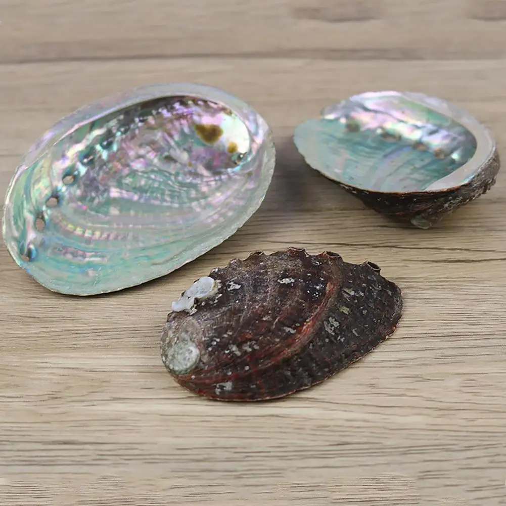 9-13cm Natural Abalone Shell Large Sea Shells Nautical Home Decor DIY Fish Tank Aquarium Landscape Wedding Party Decoration