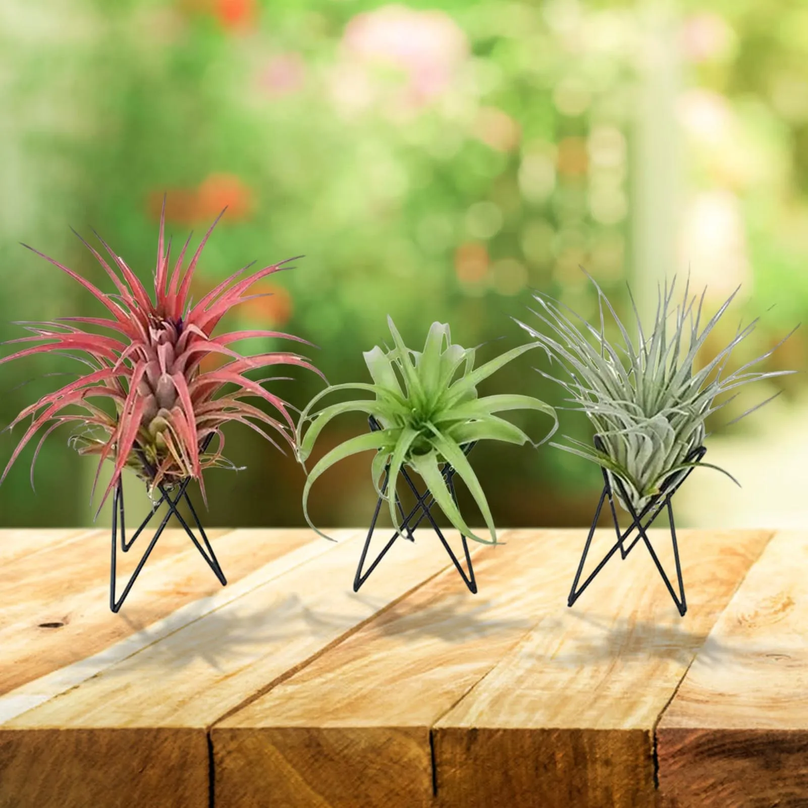 Plant Lovers Air Plant Holder Minimalist Tillandsia Stand for Home Office Desktop Decor Wrought Iron Base Support Rack Stable