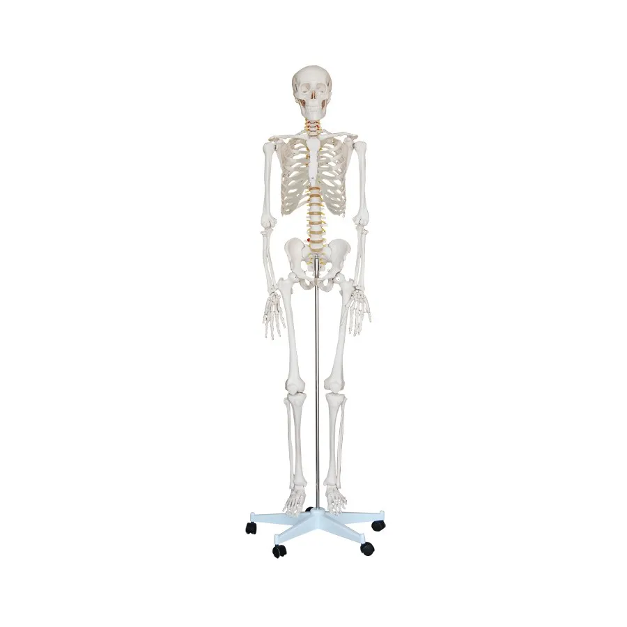 

Life-Size Skeleton Model Medical School Human Anatomy Class With Rolling Stand 180CM TALL