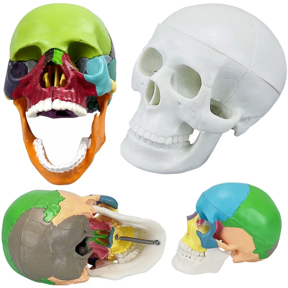 Mini Colorful Skull Anatomical Model Anatomy Teaching Skeleton Head Medical Demonstration Model Dentistry Laboratory Supplies