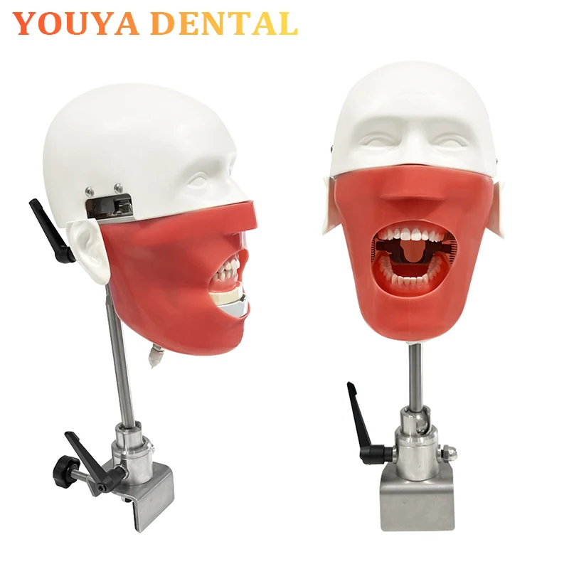

Dental Practice Training Simulated Head Model Clamp Table Model Detachable Spare Tooth Training Head Model Fixture
