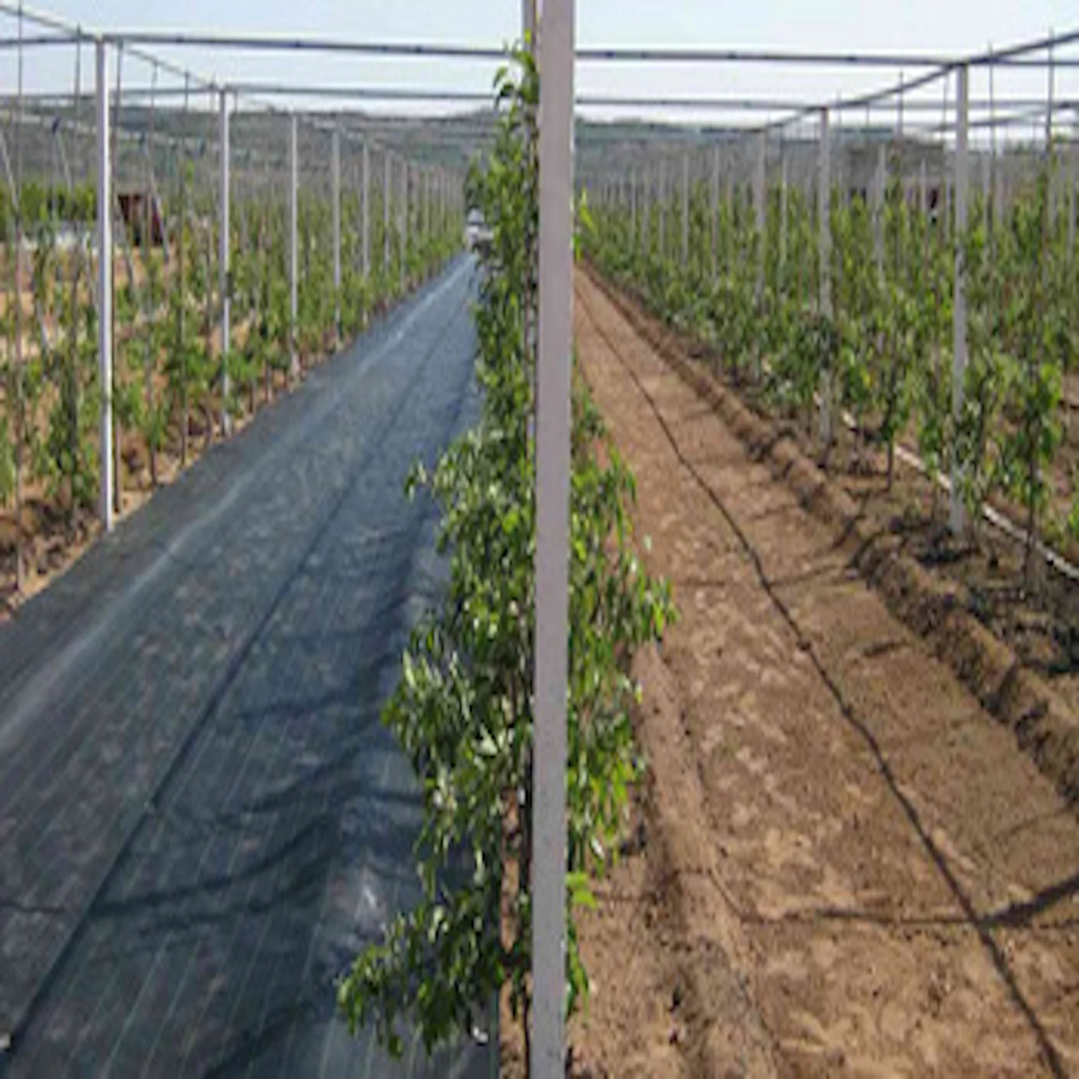 2025Weed Mat Ground Cover Weed Mat pp Weed Control Mat for Garden