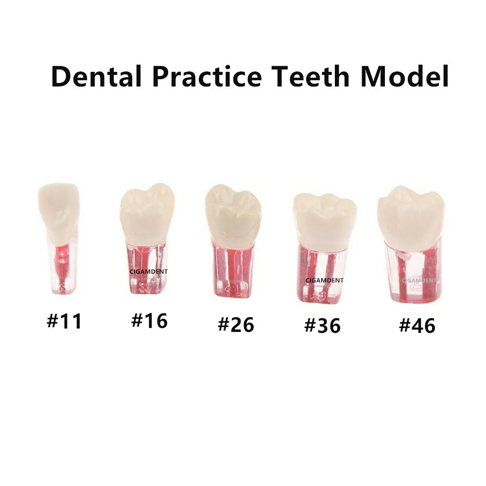 

Dental Endodontic Rotary Files Teeth Study Model Endo Blocks Training Block Root Files Canal File Practice Tooth