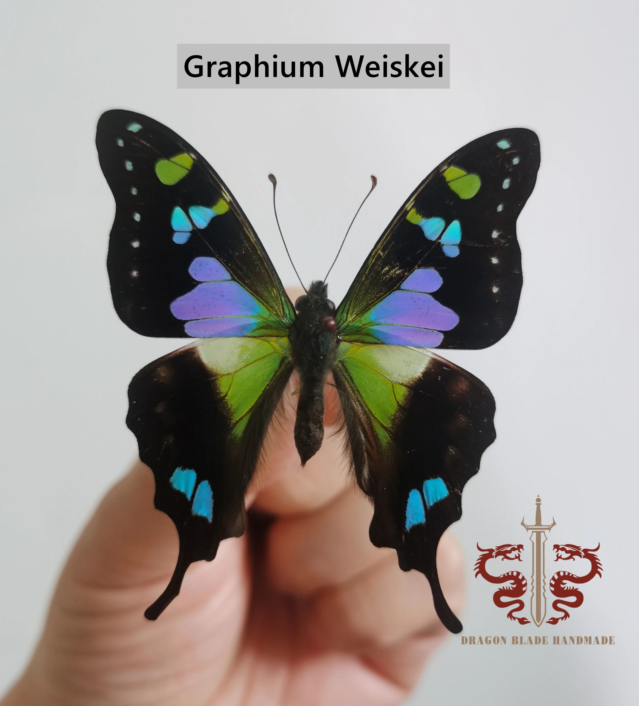 Butterfly specimen Graphium Weiskei, 1pc wings spread A1/A- high quality, Decorative Display Collection Gifts