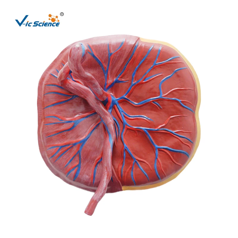 

Medical Education Advance Placenta Anatomy Model