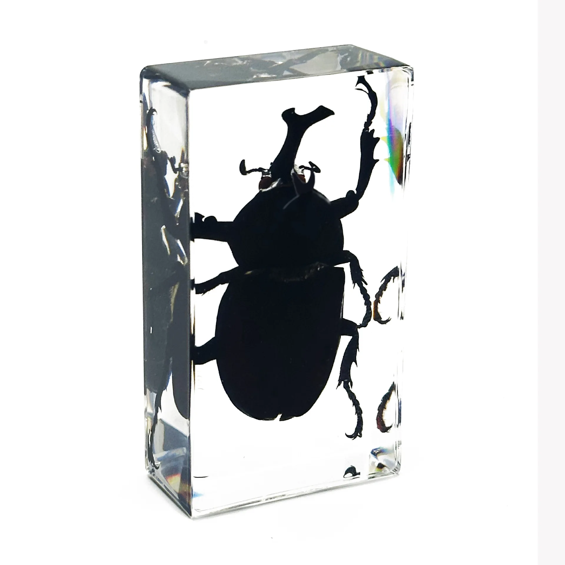 Simulation Rhinoceros beetle,Insect World Realistic Beetle Specimen Ornament