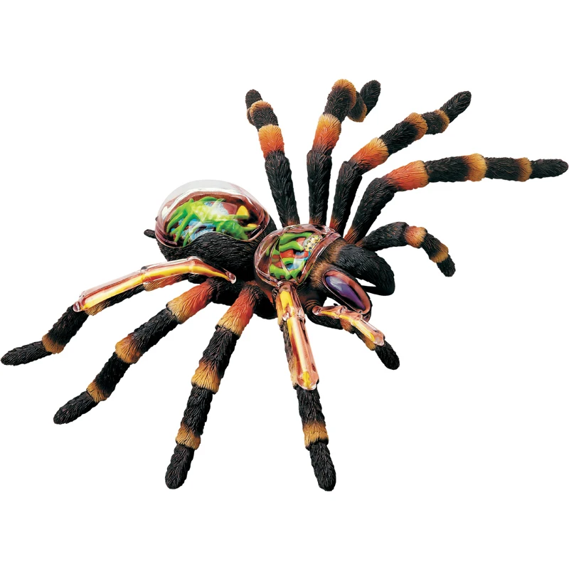 4D Vision Tarantula Spider Model Removable Animal Simulated Spider Anatomy Model