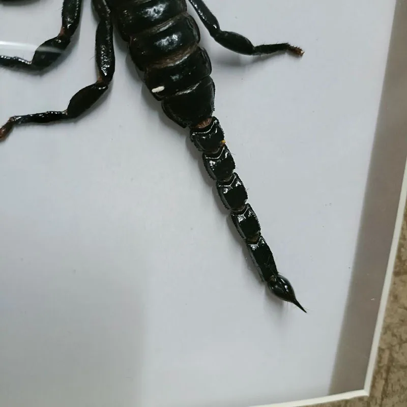 Boutique Black Scorpion Specimen Insect Collection Home Ornament Decorative Accessories Modern Hook Fixing Antique Home Decor ~~