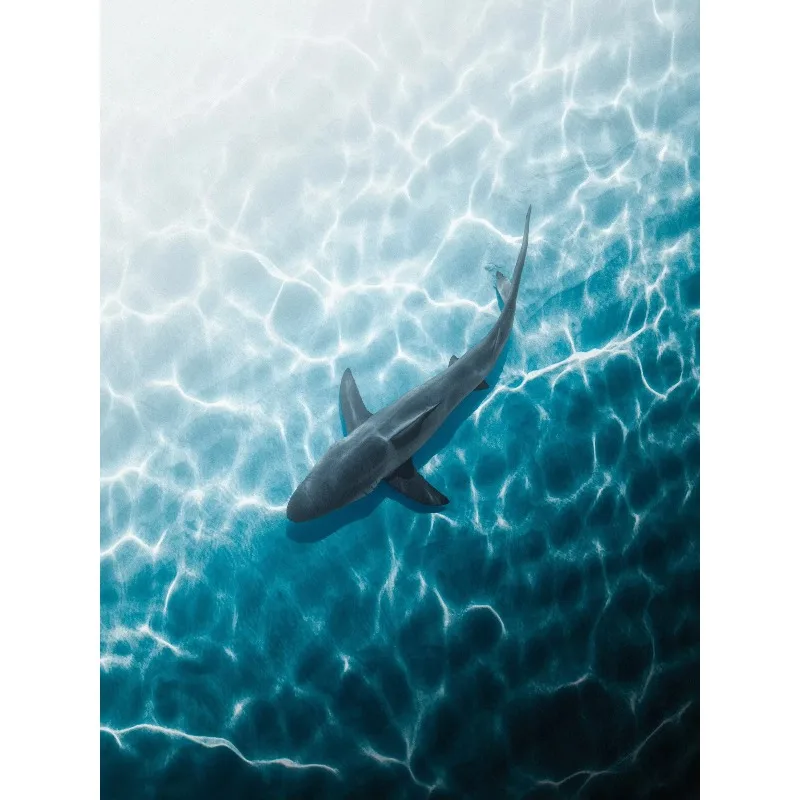 Blue Ocean Canvas Painting Eagles Shark Angle Poster Sea Turtle Decor Painting Wall Art for Room Home Decor Murals Unframed