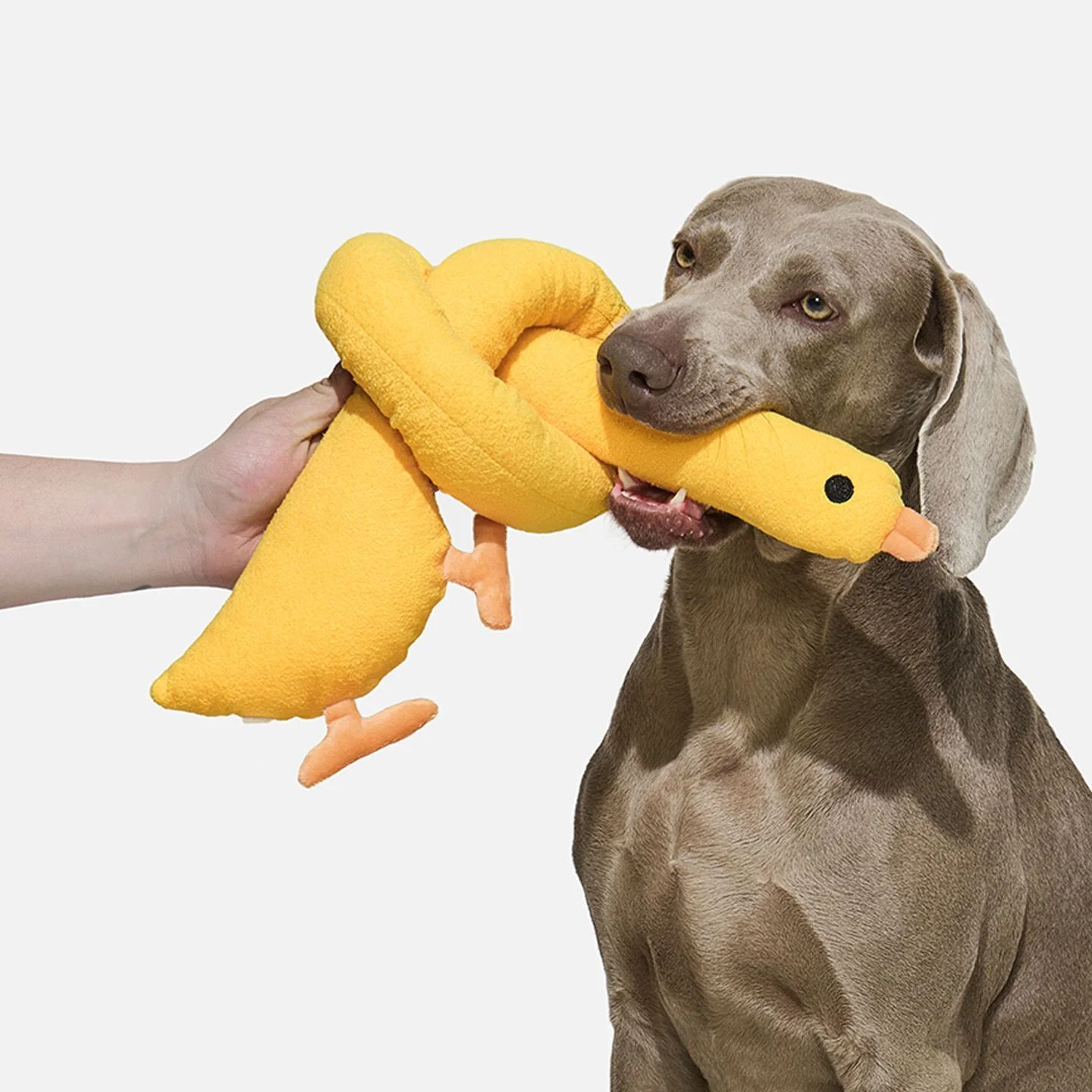 Ducks Plush Dog Toys Squeezing Puppies Chewing Toys Soft And Durable Tug Of War Interactive Pet Toys Rich Treatment Toys