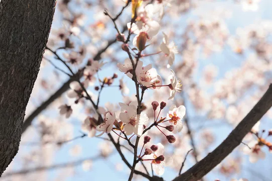 

Комплект колесных дисков и шин Big Size 125 мм 1.9 Beadlock для радиоуправляемых краулеров 1/10: Trxs TRX4, RC4WD D90, Axial SCX10 Pro, Capra, Redcat, MST