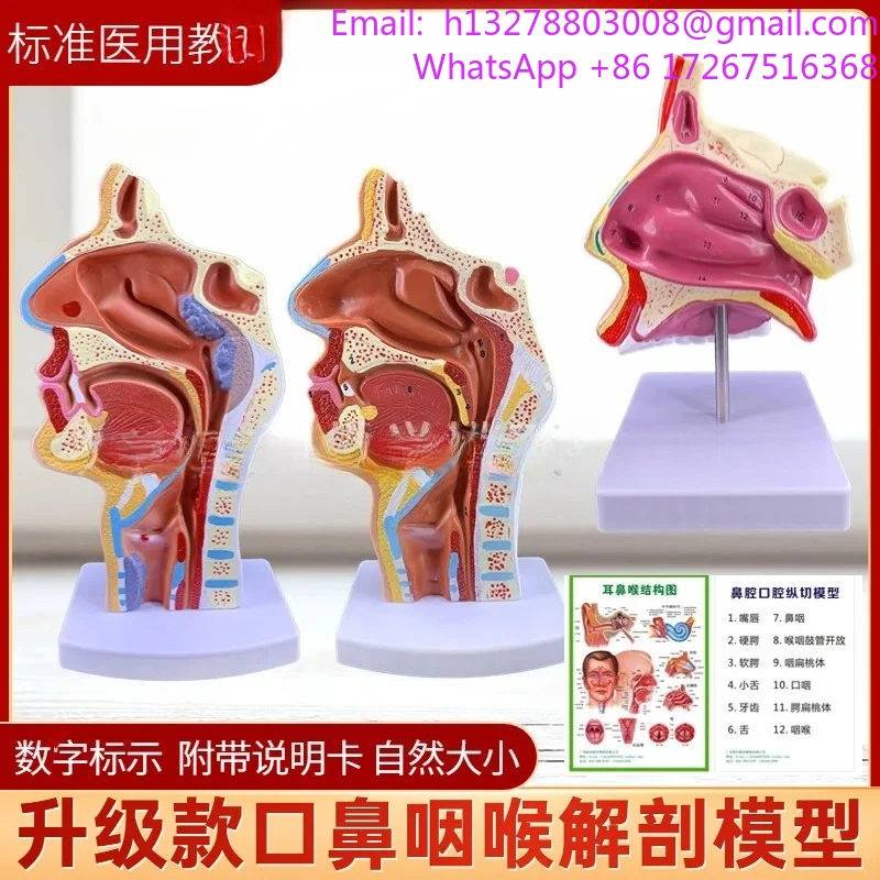 

Human nasal anatomy model, ear, nose, and throat medical teaching model, nose, mouth, and nasal structure tissue model