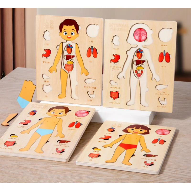 

Youngsters' Wooden Human Body Structure Puzzle Body Organ Cognitive Science Early Education Toys, Focus Creativity Logic Gift
