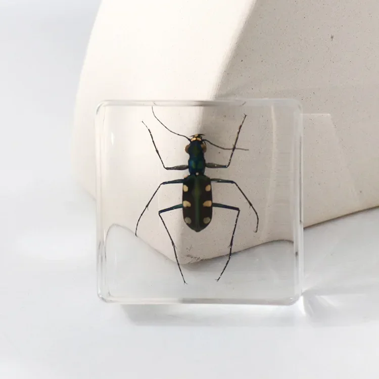 Vierkant insectenspecimen van hars, extra cognitieve leermiddelen, dierenspecimen, kunstmatig amber handwerkornament