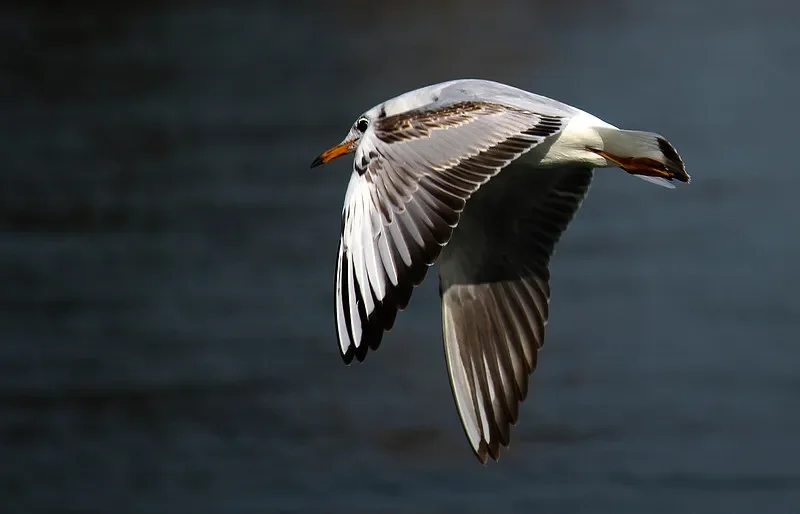 

9500E/9501E 1:16 4WD RC Buggy - 2.4G, 40km/h, Off-Road, Brushed, RTR