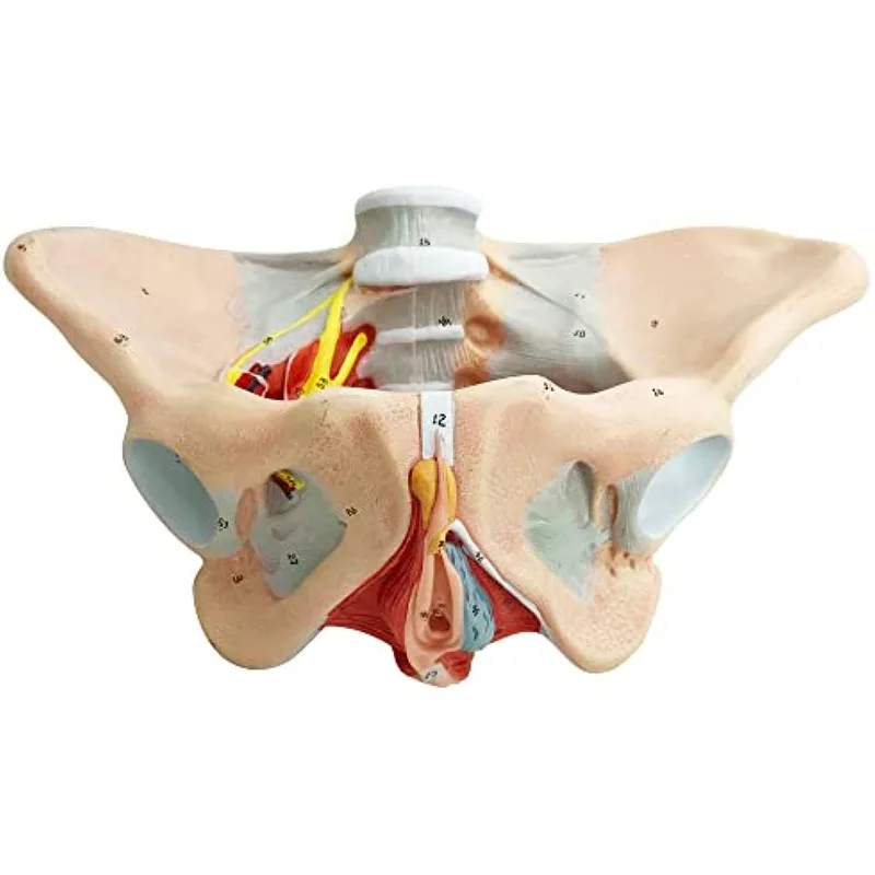 1:1 Life Size Human Female Anatomy Pelvis with Pelvic Floor Muscles Perineal Model Skeleton Medical Science Educational