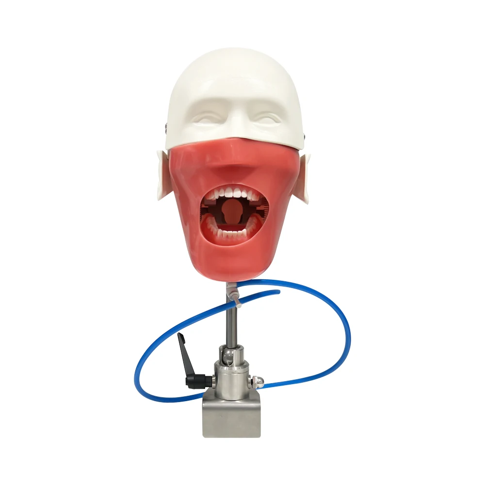 Dental Training Manikin Head Model Dental Simulator Phantom With Teeth For Practice Teaching Studying Dentistry Equipment Unit