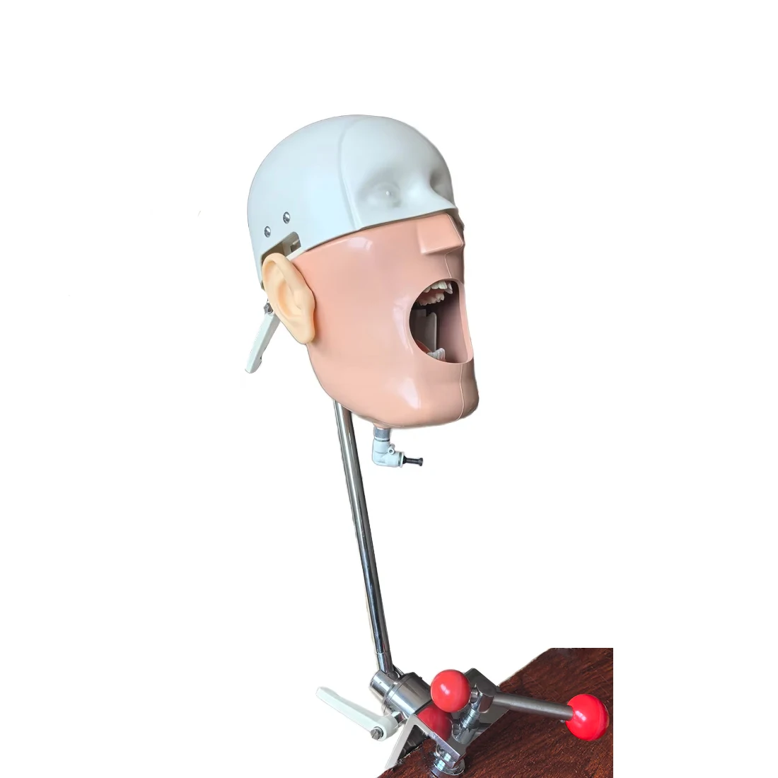 Dental Phantom Head, Stainless Steel Ceramic Typodont Model, Medical Simulator Manikin, Orthodontic Training Equipment