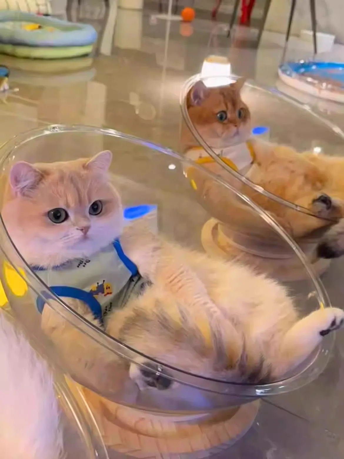 

Акриловая лежанка-гнездо April Spacecrt, прозрачная, всесезонная, универсальная, с игрушкой для самостоятельных игр, для домашних животных, для использования в помещении...