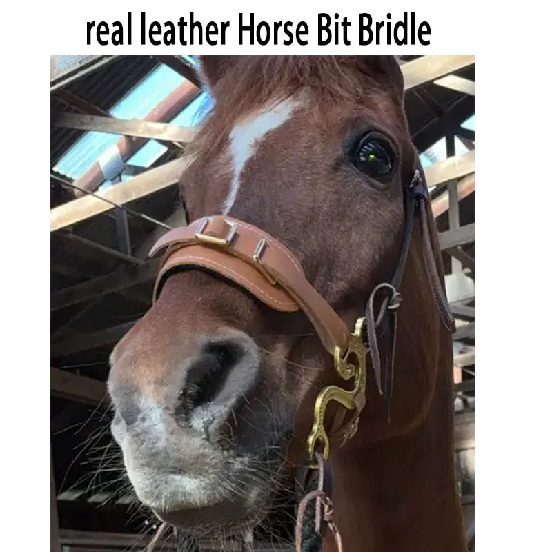 Horse Bit Bridle Ha…