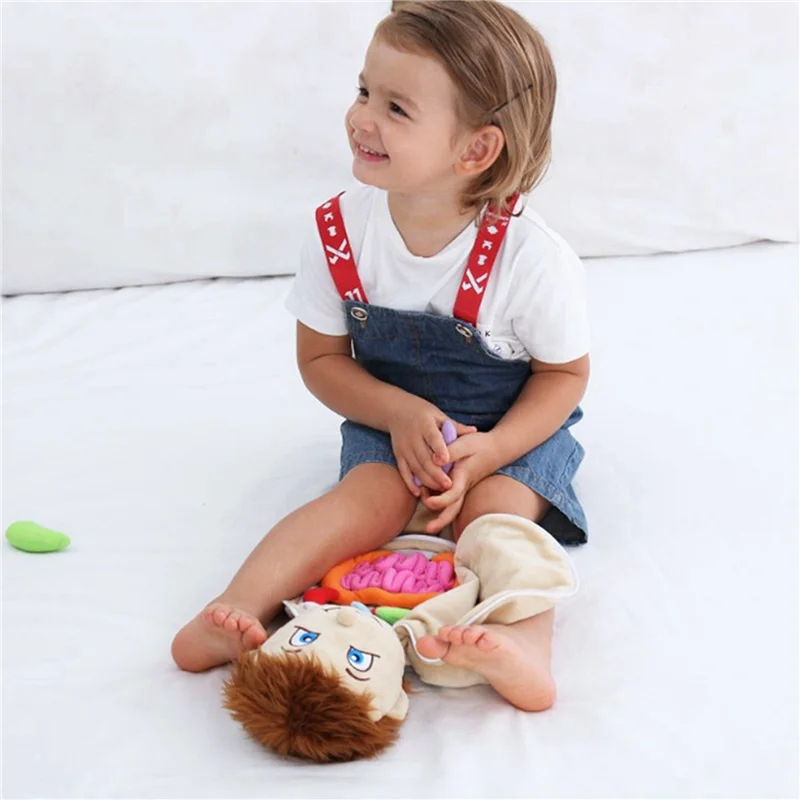 2X Alat Bantu Pengajaran Sains Anatomi Tubuh Manusia Organ Tubuh Mewah Rakitan Anak-anak Alat Bantu Pengajaran Sains Pendidikan