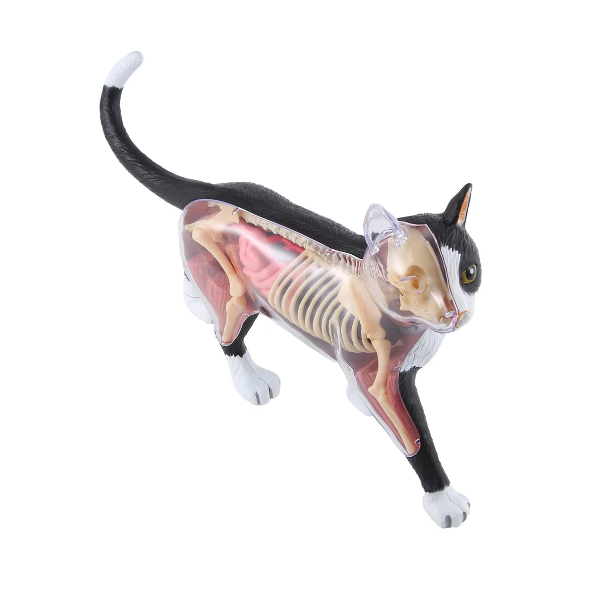 A51I Tier Orgel Anatomie Modell 4D Katze Intelligenz Montage Spielzeug Lehre Anatomie Modell DIY Geräte