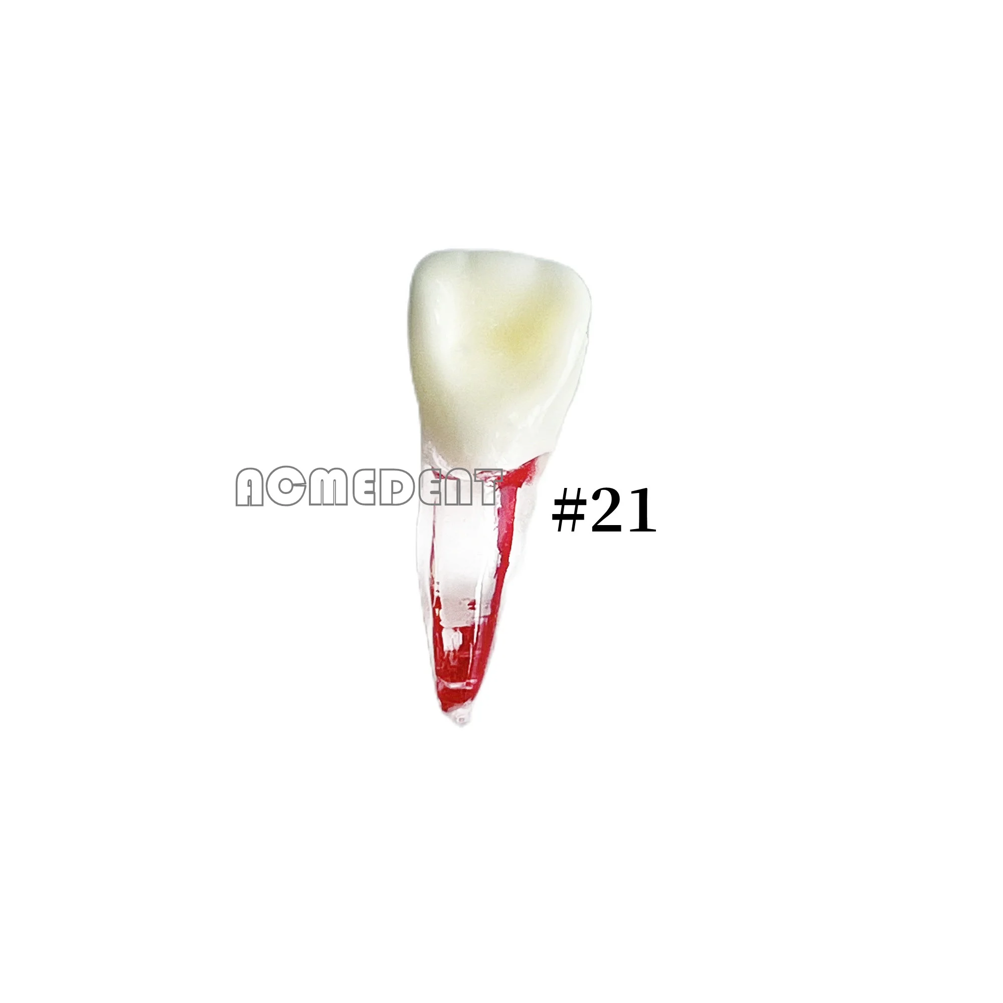 

1~50pcs Dental Teeth Study Model Endodontic Rotary Files Typodont Practice Root Canal Pulp Cavity Endo RCT Training Blocks NO.21