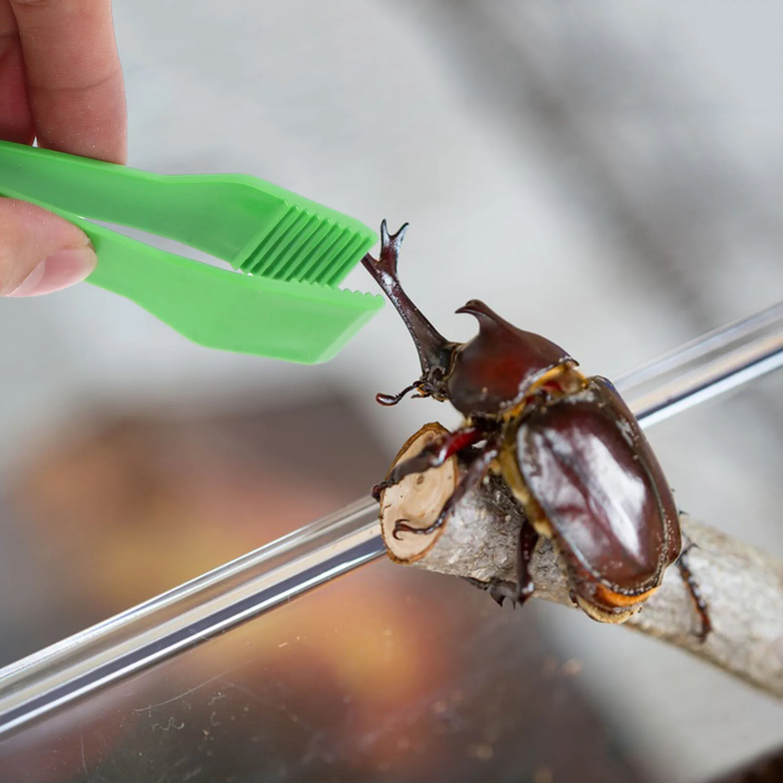 

10pcs Insect Clip Toys Green Plastic Tweezers Kids Fine Motor Skills Outdoor Supplies Collecting Forceps