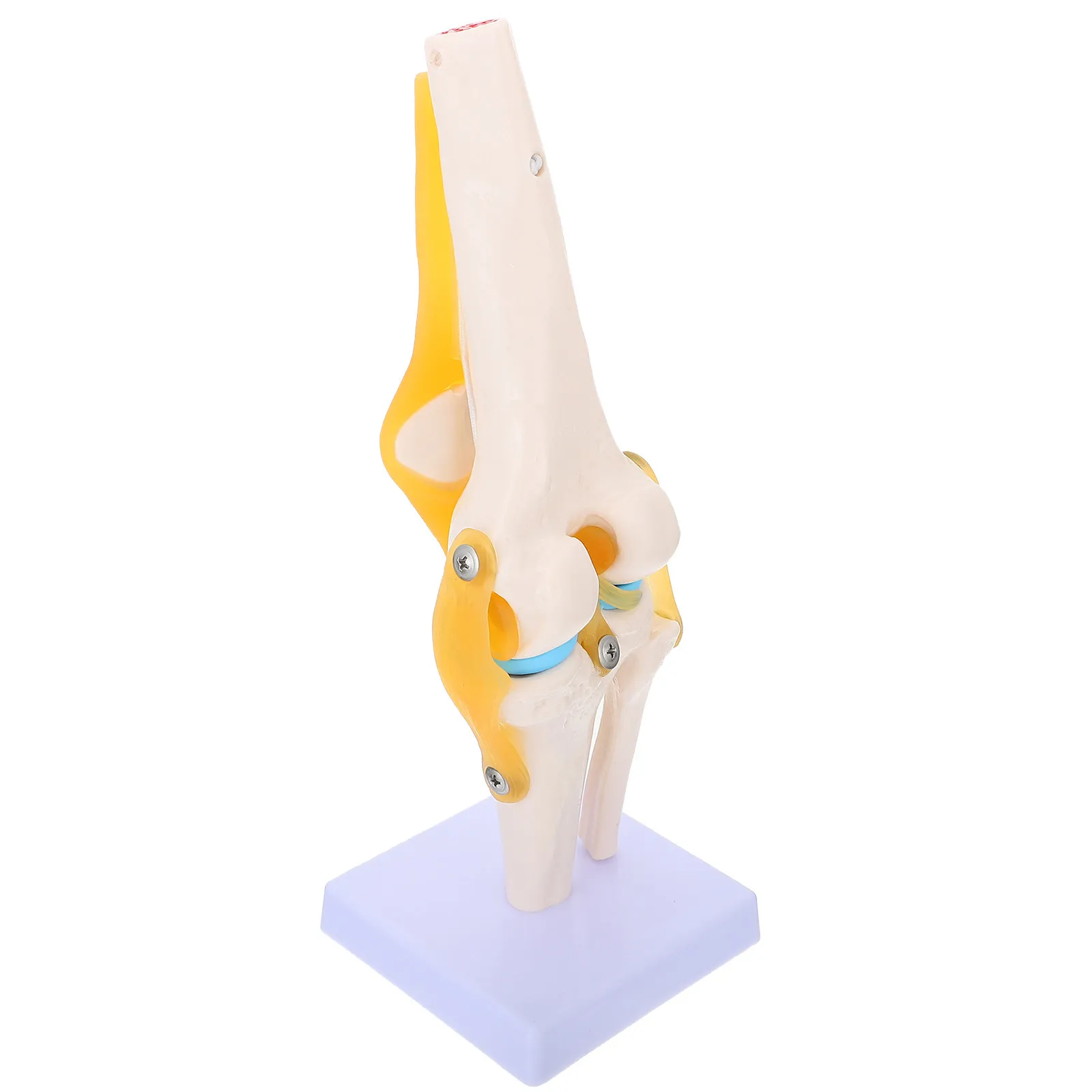

Human Knee Joint Anatomy PVC for Teaching Patient Education Simulation Knee