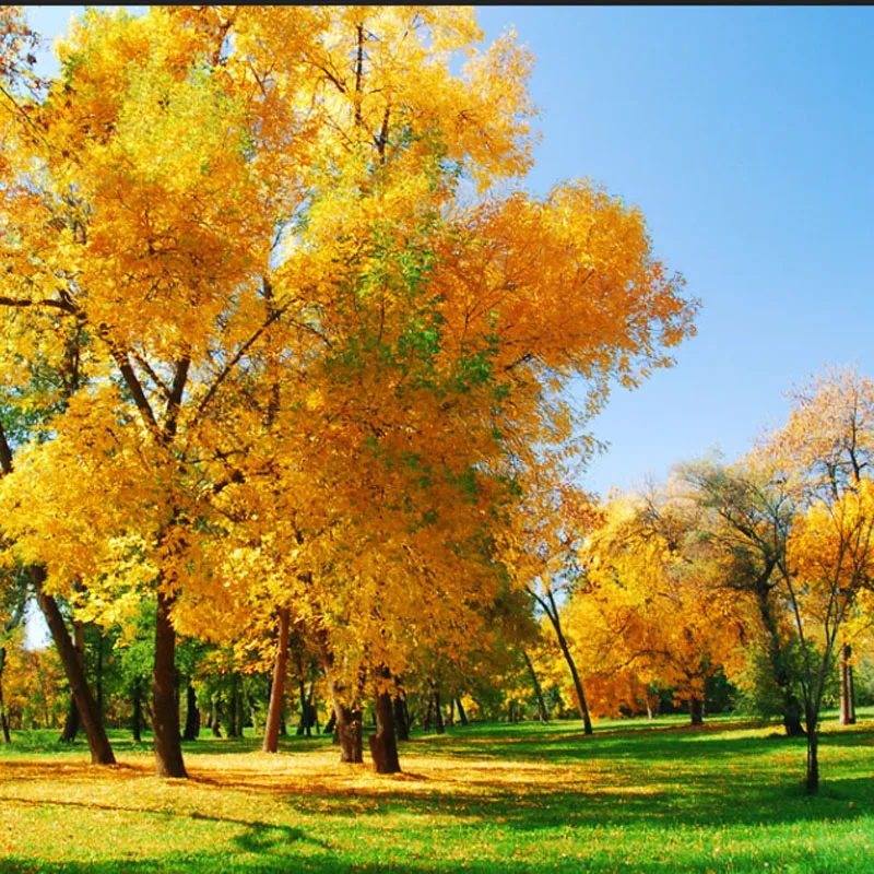 

T-MOTOR AM116A ESC для самолетов с неподвижным крылом, вертолетов, мультироторных квадрокоптеров, БПЛА, радиоуправляемых дронов