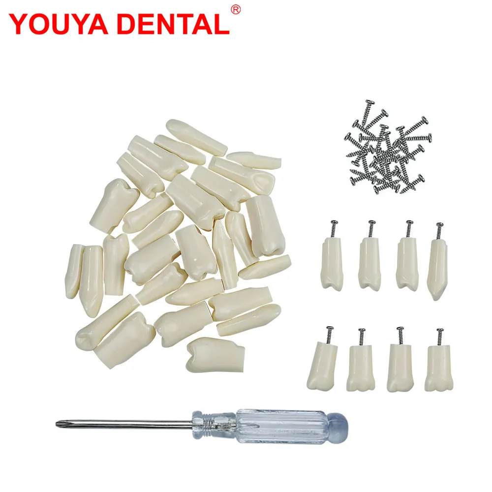 28PCS Dental Teeth Model For Dental Technician Practice For NISSIN D16FE-500H(GSF)-MF Model Resin Tooth    Dentistry Accessories