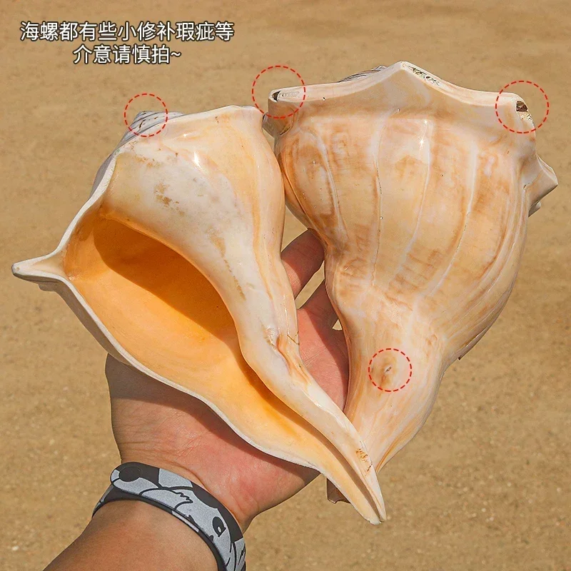 

Natural Conch Shell Polished Conch Home Collection Souvenir Ornaments Decoration Gifts