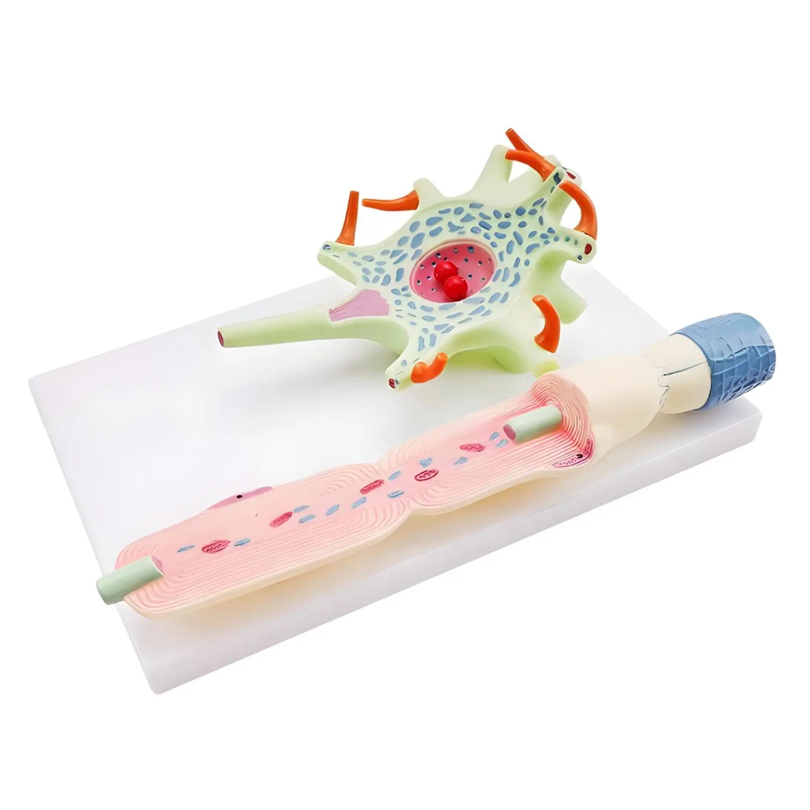 

Neuronal Cell Model for Teaching Classroom Demonstration Study Display