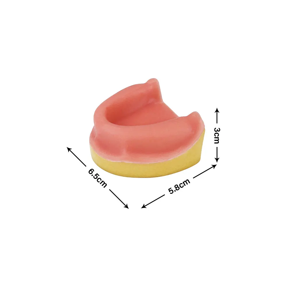 Odbudowa implantu dentystycznego Model zębów Model górnej szczęki Typodont bez ząbków miękkie dziąsła dentysta praktyka studencka modele