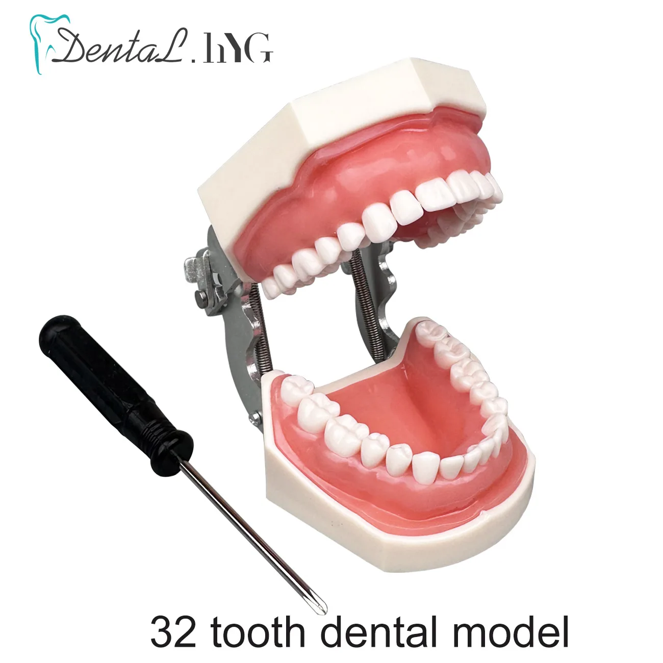 Modelo de dientes dentales para práctica de técnico Dental, entrenamiento de odontología, modelos de Typodont con diente extraíble para NISSIN