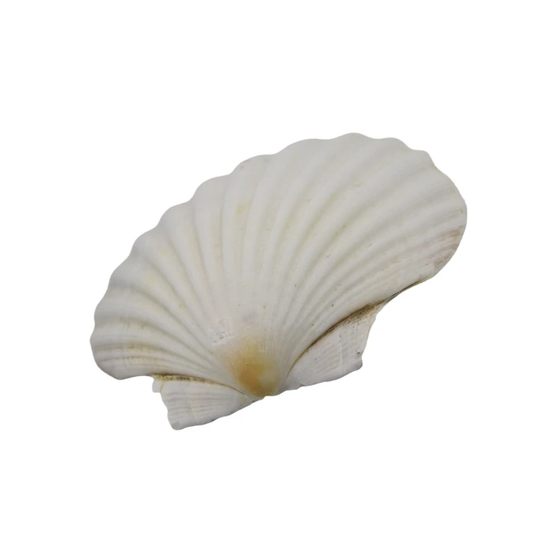 Grandes cascas vieiras brancas para artesanato e pintura decors casamento na praia