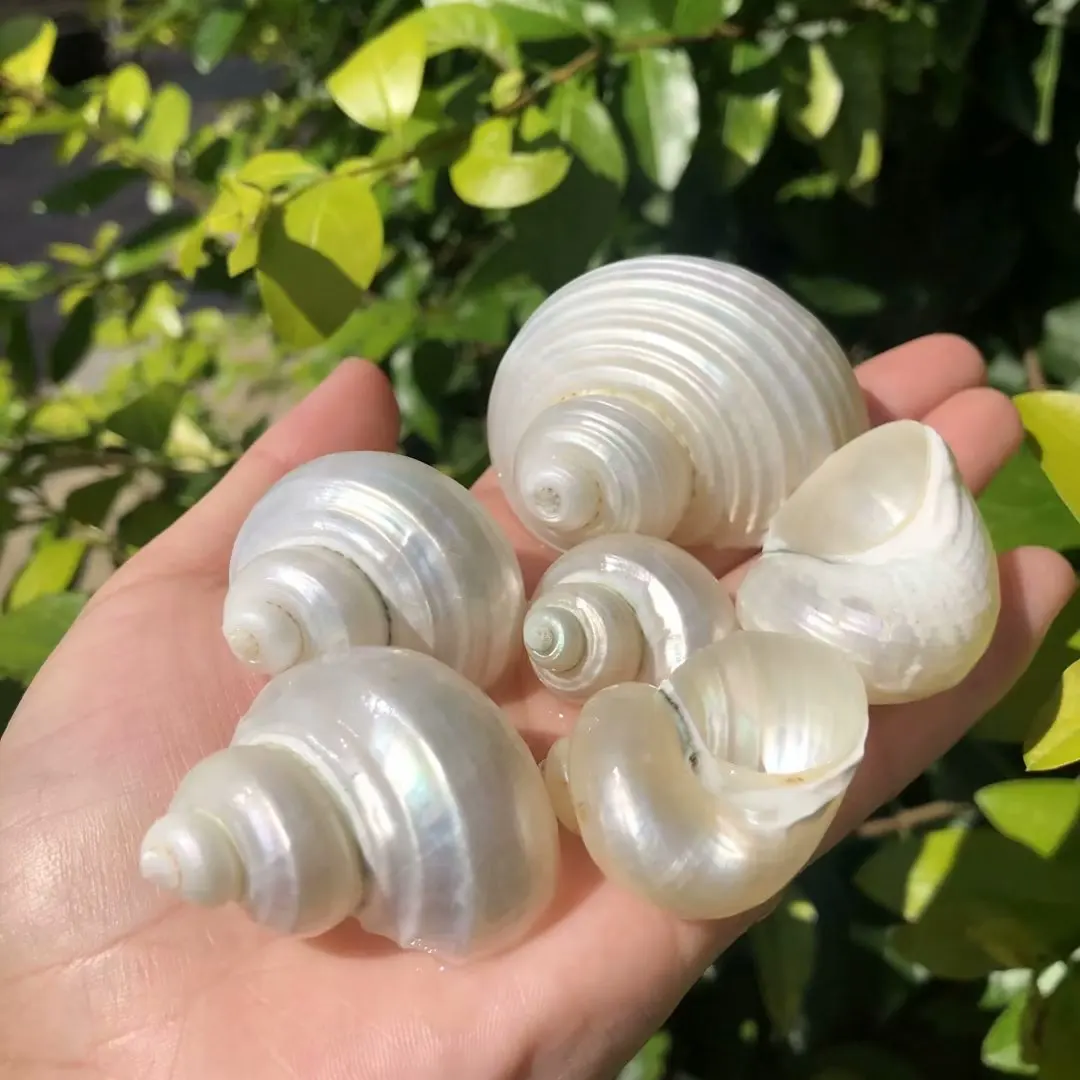 Natural Conch Shell Peeled White Snail Shell Hermit Crab Shell Replacement Scrolled Fish Tank Aquarium Scaping Decor