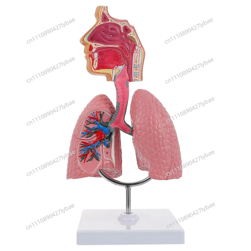 Removable Heart Lung Lung Anatomy Model Human Respiratory System Anatomy Throat Model Medical Teaching Model Learning Tool