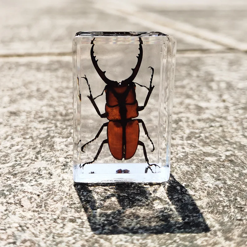 Real Insect Specimens Resin Hexapod Desk Home Decor Appreciation Teaching Home Decoration Accessories for Living Room Kids Gift