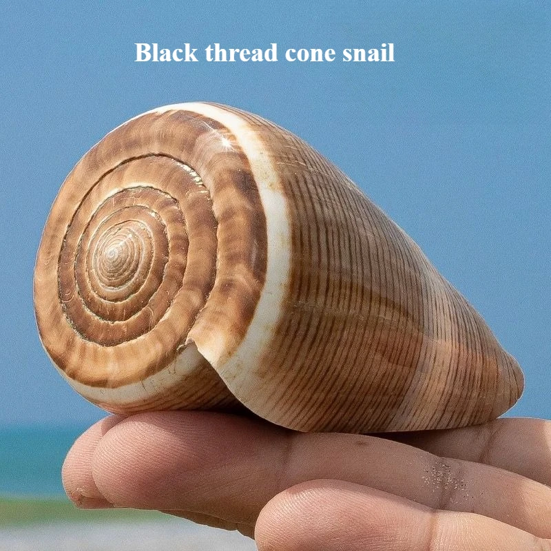 Natural Conch Shell Black Line Conch Decorative Fish Tank Aquarium Ornaments To Play with Collection Specimens Creative Gifts
