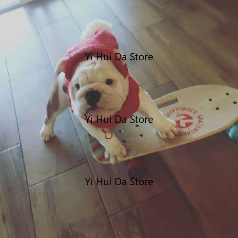 High-value pet skateboard French dog Yingdou dog professional fishboard skateboard Schnauzer corgi dog