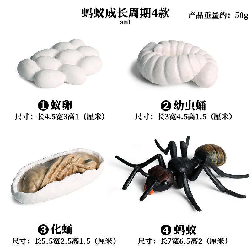 Life Growth Cycle Simulation Insect Butterfly Frog Chicken Action Figures Animal Model Baby Educational Miniature Kids Toy