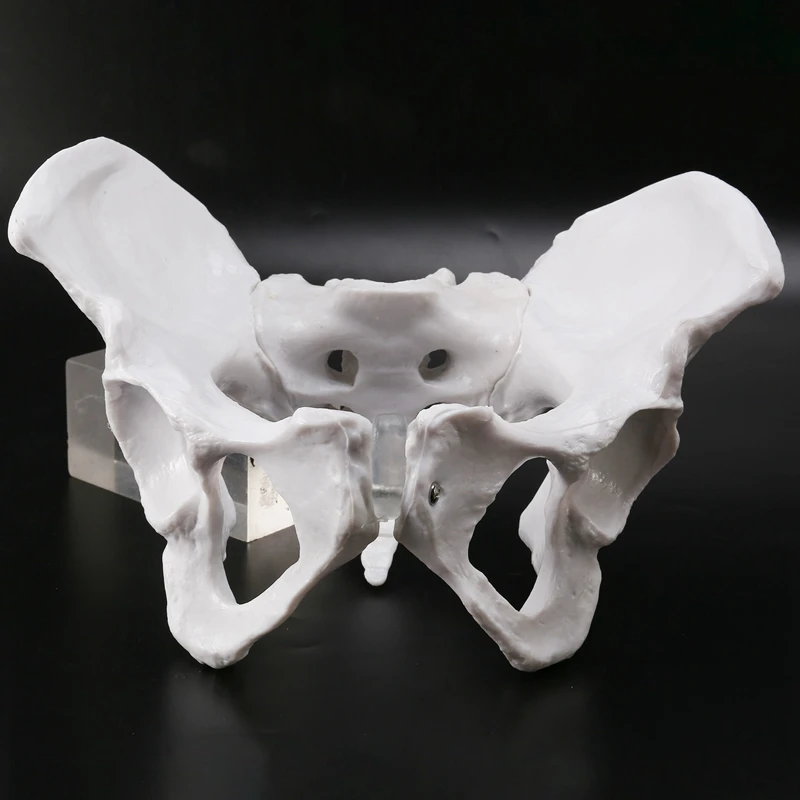 Female Pelvis Human Skeleton Model Specimen Hip Skeleton Anatomy Tool School Used Pubis Skeleton