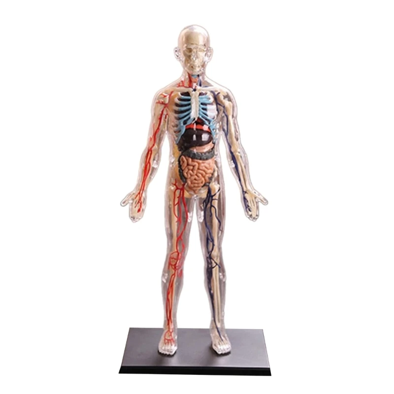 Human Anatomy Model with Removable Organs and Body Parts for Medical Teaching, 1:6 Realistic Human Organs Anatomy Model