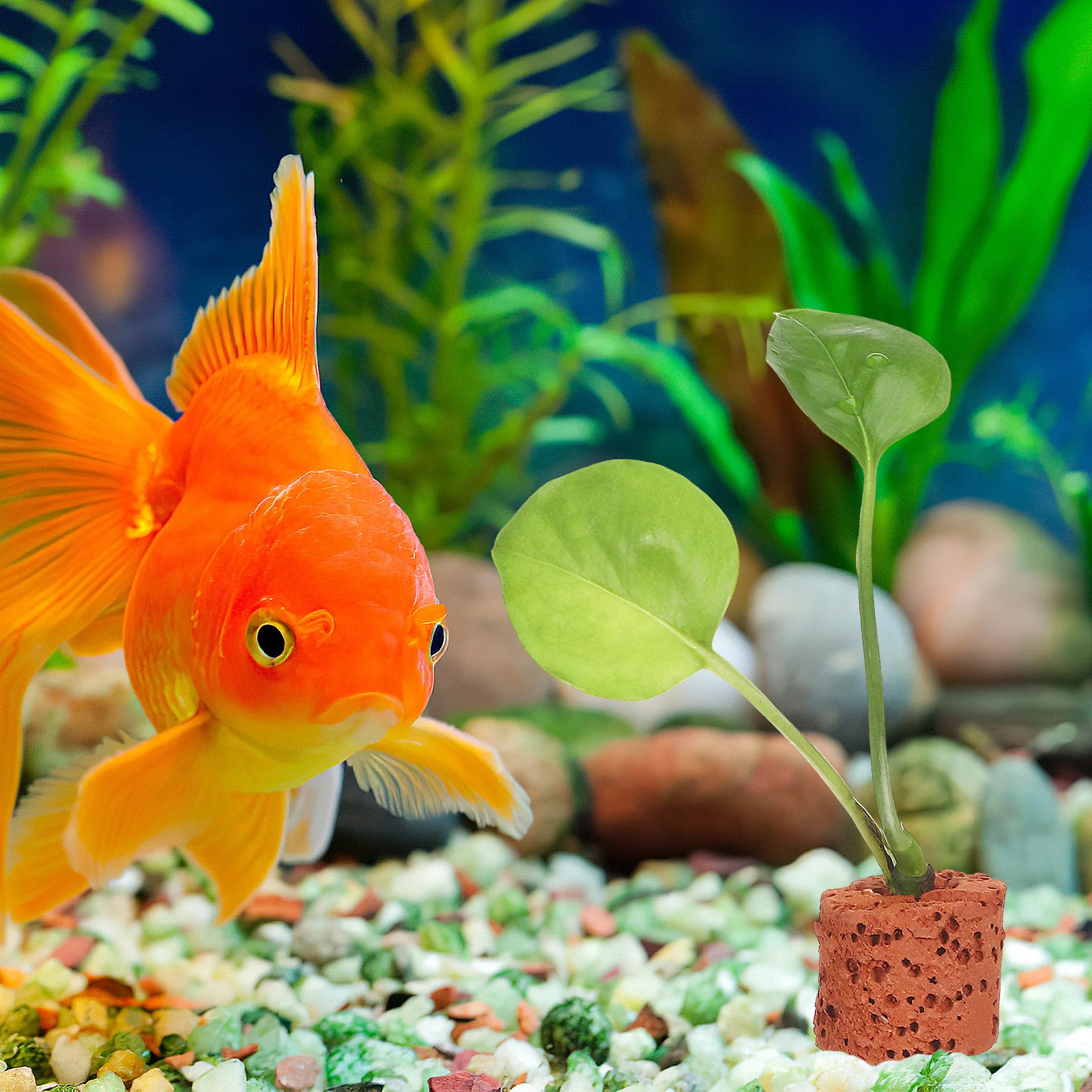 

30Pcs Gravity Ring for Water Plants Dark Red Pottery Fish Tank Aquarium Landscape Decoration Plant Fixed Ring Fish Tank Tool