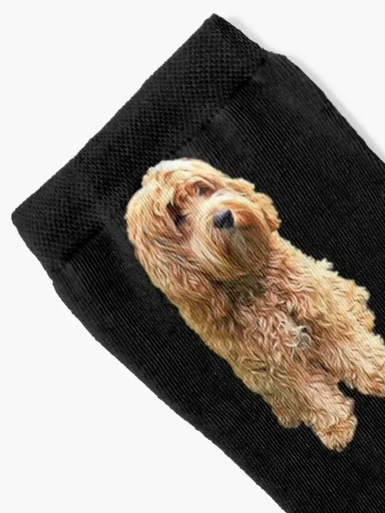 Cockapoo Cockerpoo Oh So Stylish! Socks hip hop football Socks Woman Men's