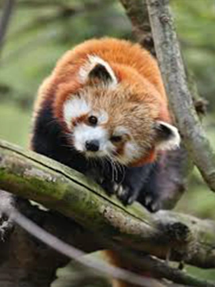 

Новая эссенция для черных волос 2025 года, посмотрите на черные волосы и получите натуральные черные волосы.